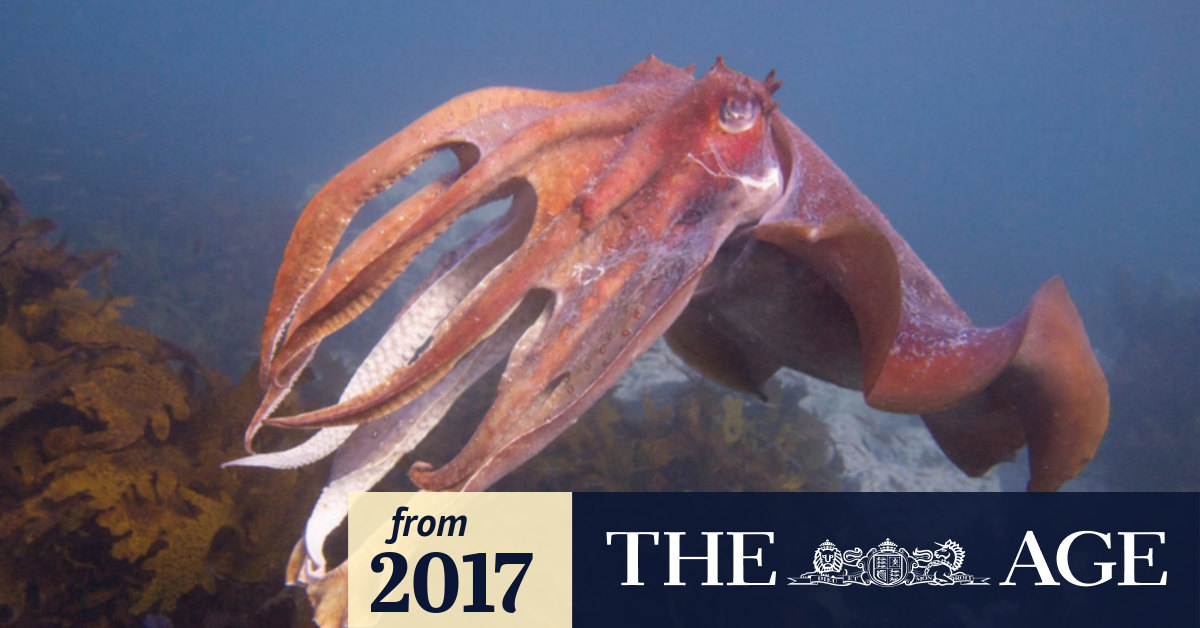 Do octopuses dream of electric squid? One philosopher's love of the cephalopods